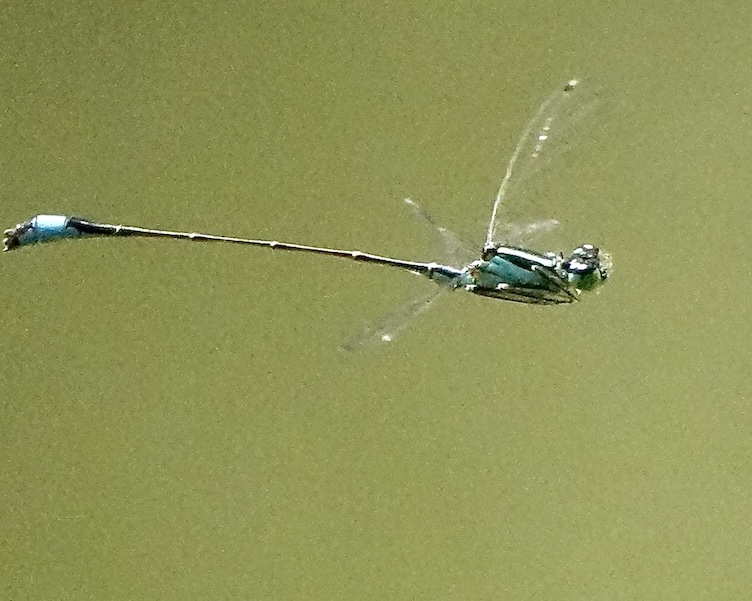 blue-tailed damselfly